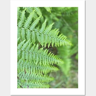 Ferns Posters and Art